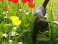 Katze 4 